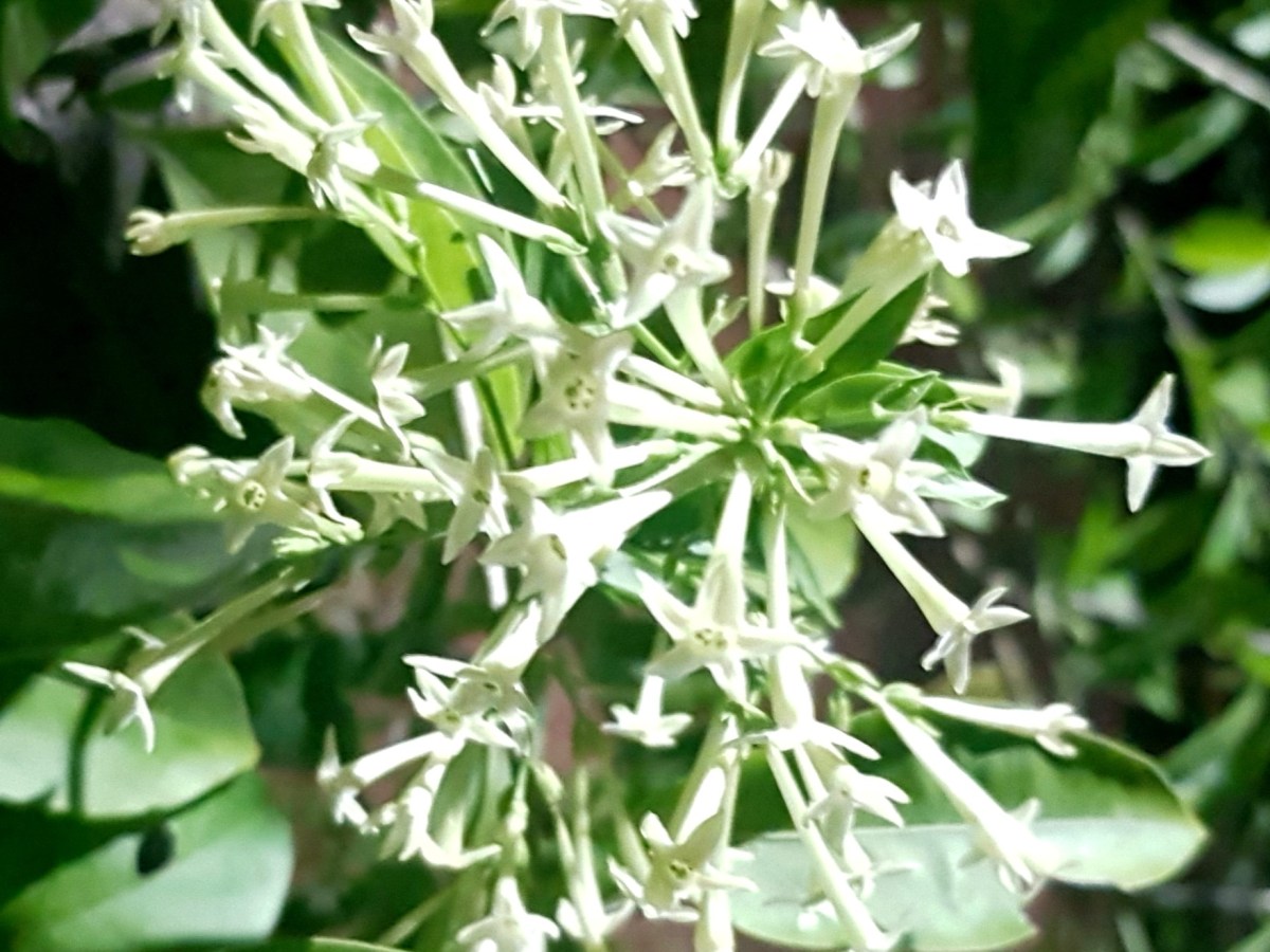 रातराणी